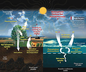 Ciclo del carbono