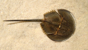 cangrejo de herradura