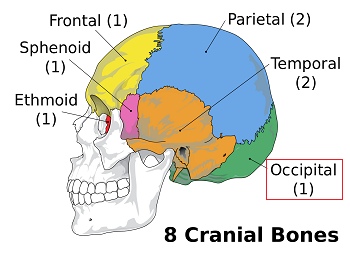 hueso occipital