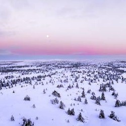 Tundra artica