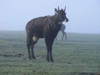 Nilgai