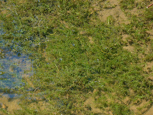 elodea