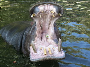 boca y dientes
