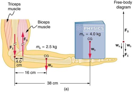 bíceps braquial