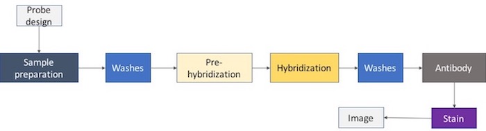 representación esquemática de un protocolo de hibridación in situ