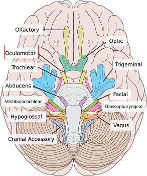 nervio craneal