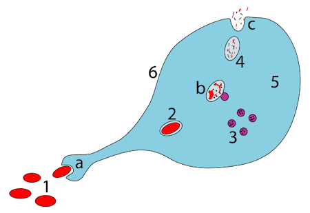 síntesis de anticuerpos