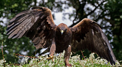 Águila real con plumas que cubren las piernas