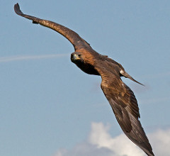 Águila real en vuelo