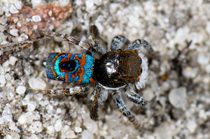 araña pavo real