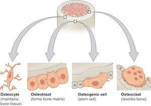 células óseas