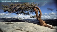 estímulos mecánicos del árbol