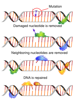 Reparación de ADN