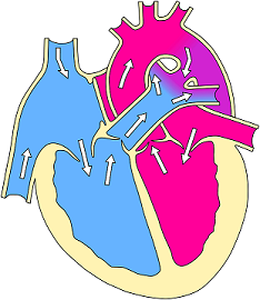 Anatomia del corazon