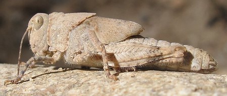una imagen de un saltamontes camuflado en una roca