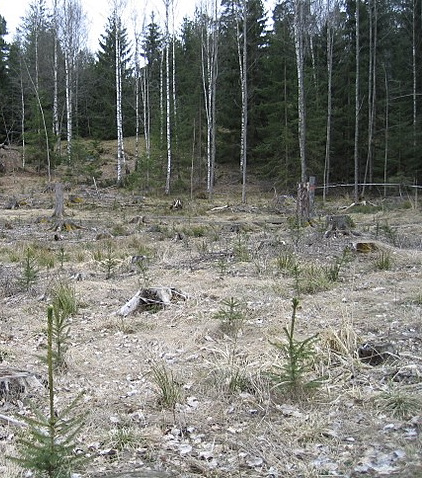 Deforestación de un área de tierra.