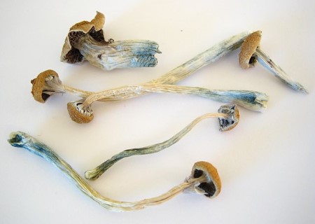 Esta imagen muestra sombreros y tallos secos del hongo Psilocybe cubensis.