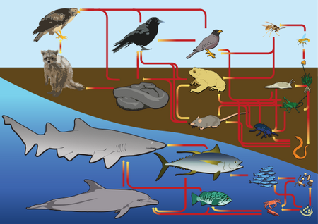 un ejemplo de una red alimentaria que incluye animales terrestres y marinos