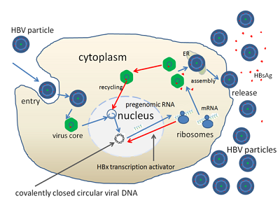 Hepatitis B