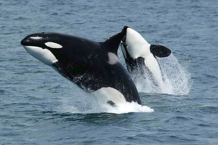 Dos ballenas blancas y negras saltando del agua.