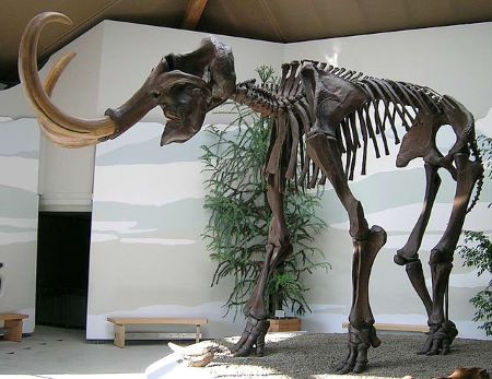 Una fotografía en color de un esqueleto de mamut expuesto en un museo.