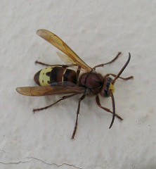 Abdomen colorido de un avispón