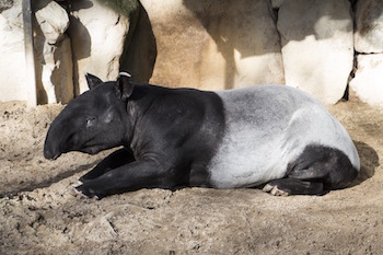 tapir