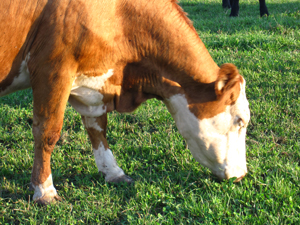 Vaca comiendo hierba con fósforo
