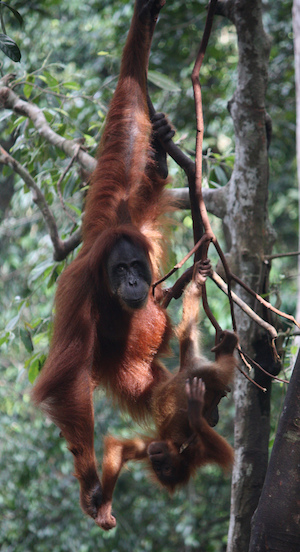 familia de orangután
