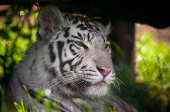 Tigre blanco 