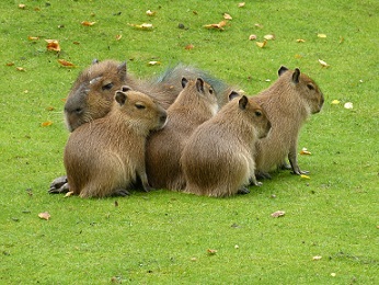 Capibaras