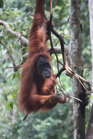 Orangután de sumatra