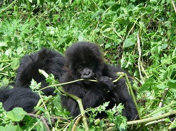 Gorila de montaña comiendo