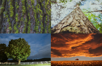 árbol