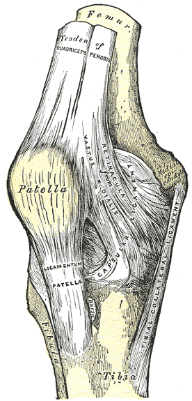 un dibujo anatómico de la rodilla