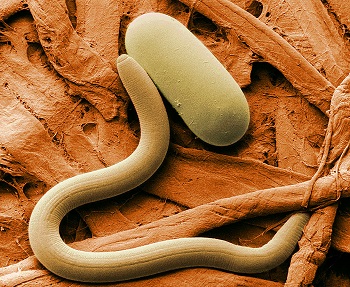 nematodo