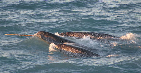 Un grupo de tres narvales en el océano, con un cuerno de narval visible sobre la superficie.