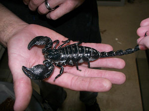 escorpión emperador