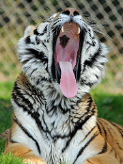 Lengua rugosa de un tigre siberiano