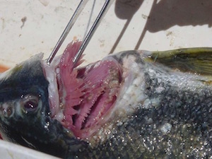 branquias de pescado