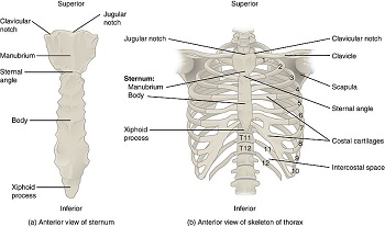 Esternón