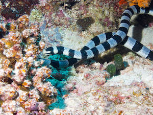 serpiente de mar con bandas