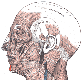 músculo mentalis