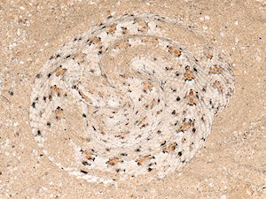 Sidewinder del desierto de Colorado