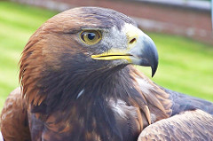 Águila real con plumas de color marrón dorado claro 