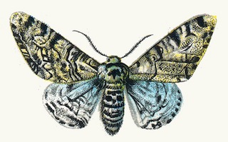 Dibujo de la luz de la polilla moteada