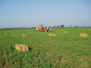 Barriles de heno de alfalfa