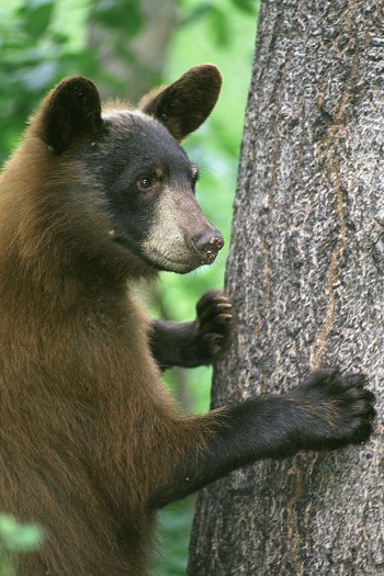oso en el árbol