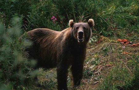 Ejemplo de género y especie, oso pardo.