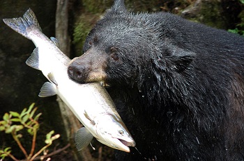 Oso negro con salmón